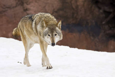 Wolf living in territory of a zooの写真素材