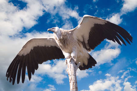 Vulture with open wings on a background of skyの写真素材
