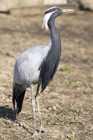 Bird Demoiselle Crane (Anthropoides virgo) の写真素材