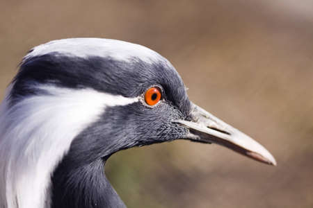 Bird Demoiselle Crane (Anthropoides virgo) close upの写真素材