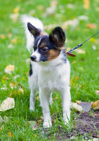 Portrait a young dog of breed papillonの写真素材