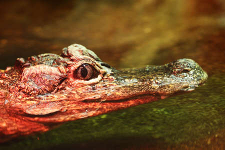 Chinese Alligator (Alligator sinensis) in a Moscow Zooの写真素材
