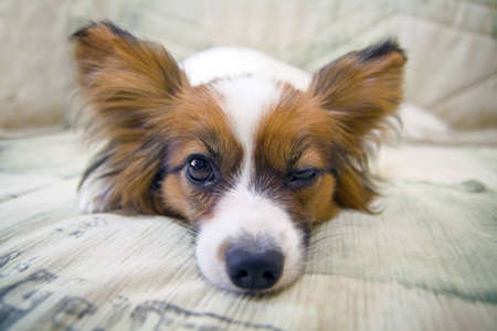 Dog of breed papillon lying on couchの写真素材
