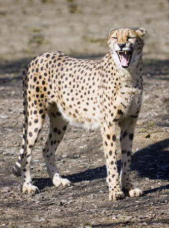 Cheetah (Acinonyx jubatus) in a Moscow Zooの写真素材