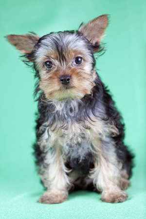 Small Yorkshire Terrier puppy on green backgroundの写真素材