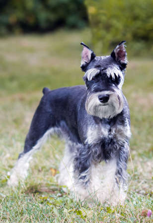 Portrait of a young miniature schnauzer on lawnの写真素材