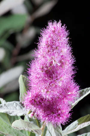 Spiraea salicifolia. Melliferous, ornamental and medicinal plant