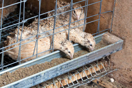quails in cages at the poultry farmの写真素材