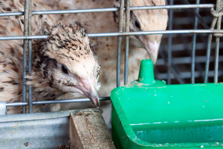 quails in cages at the poultry farmの写真素材