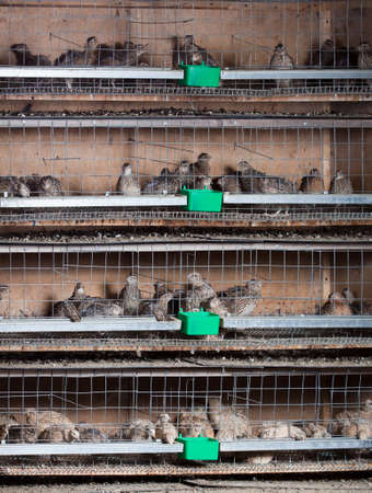quails in cages at the poultry farmの写真素材