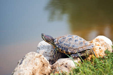 Red Eared Slider Turtle on the shore
