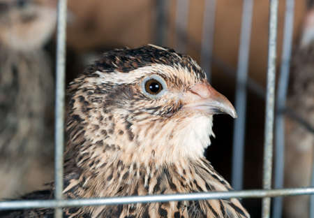 quails in cages at the poultry farmの写真素材