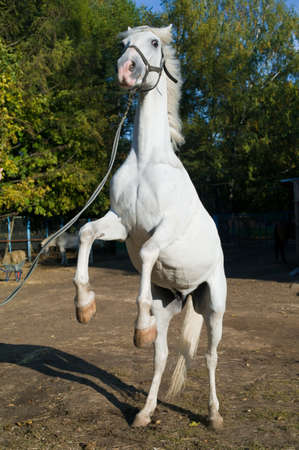 Young light gray thoroughbred horse rearing upの写真素材