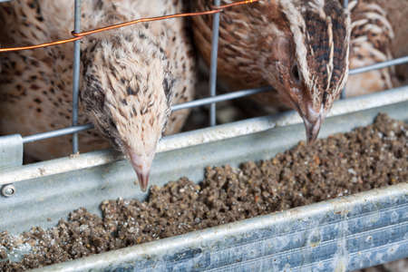 quails in cages at the poultry farmの写真素材