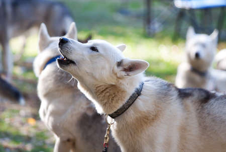 howling dog breed Siberian Huskyの写真素材