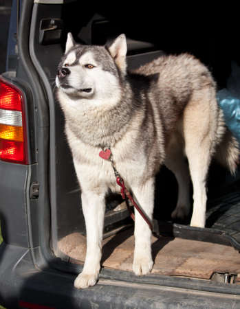 Siberian Husky dog in trunk of a carの写真素材