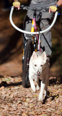 Sports with a dog. Bikejoring. Norwegian metisの写真素材