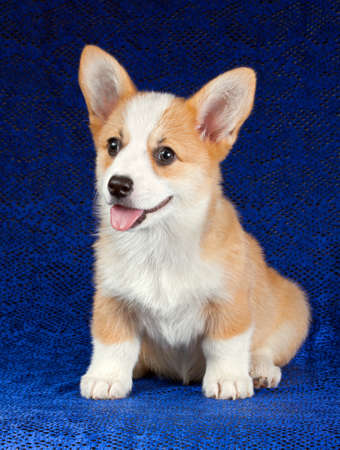 Pembroke Welsh Corgi puppy on a blue backgroundの写真素材
