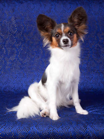 Portrait Papillon dog on a blue backgroundの写真素材