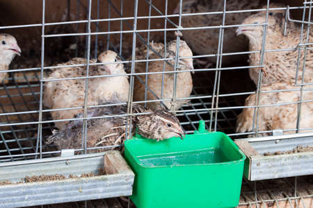 quails in cages at the poultry farmの写真素材