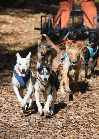 Sports with dogs. Dog-carting team. Drylandの写真素材