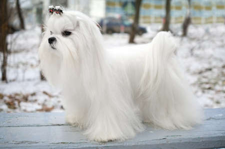 Portrait of a Maltese dog in winter outdoorsの写真素材
