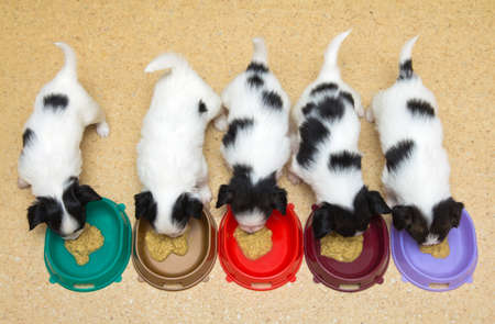 Little Puppies Papillon eating from bowls of colorfulの写真素材