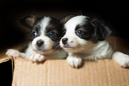 Little Puppies breed Papillon in carton box