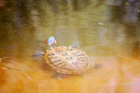 Red Eared Slider Turtle swims in waterの写真素材