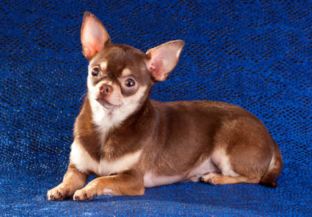 Short coat chihuahua on a blue backgroundの写真素材