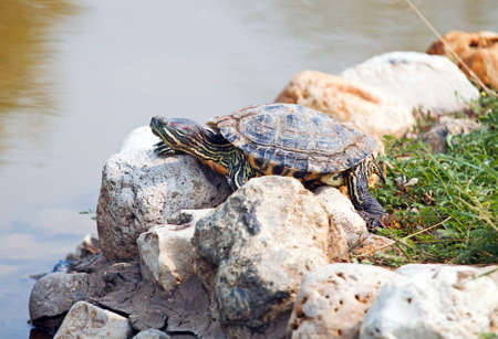 Red Eared Slider Turtle on the shore