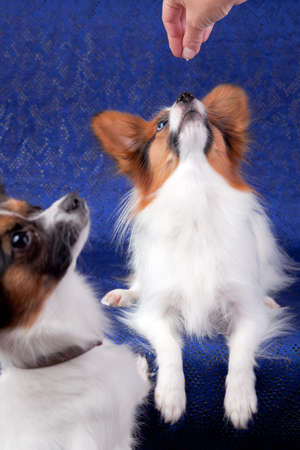 Two Papillons dog on a blue backgroundの写真素材