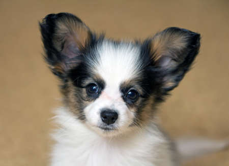 Portrait of a puppy Papillonの写真素材