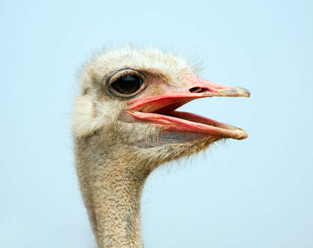 Ostrich head close up outdoors