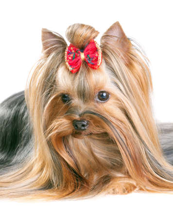Yorkshire Terrier in show coat. Isolated on a white backgroundの写真素材