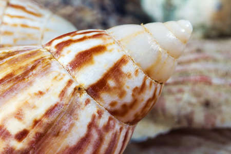 Composition of exotic shells close-upの写真素材