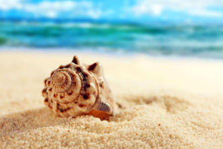 Seashell on the sandy beachの写真素材