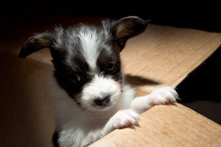 Little Puppy Papillon in carton boxの写真素材