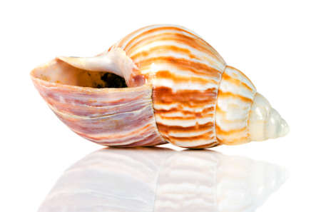 Sea shell with mirrored reflection against white background の写真素材