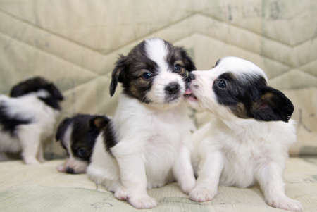 Little Puppies Papillon play on the sofaの写真素材
