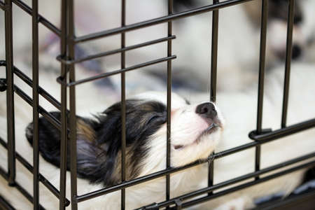 Papillon puppy sleeping in the cageの写真素材
