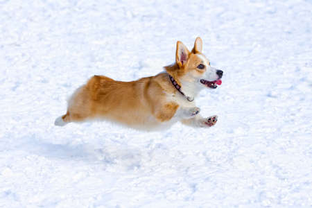 Dog breed Welsh Corgi Pembroke runs through snowの写真素材