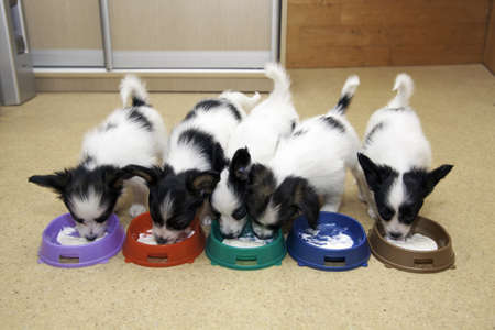 Little Puppies Papillon eating from bowls of colorfulの写真素材