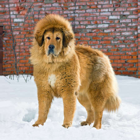 Tibetan Mastiff stands in snow against brick wallの写真素材