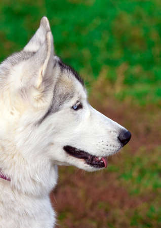 Portrait of a young blue-eyed Siberian Husky Dogの写真素材