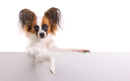Young dog of breed papillon isolated on a white backgroundの写真素材