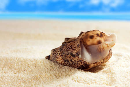 Seashell on the sandy beachの写真素材