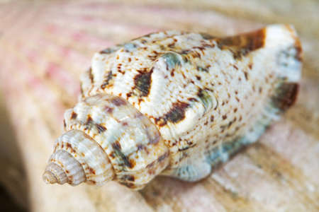 Composition of exotic shells close-upの写真素材