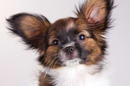 Puppy of breed papillon on a gray backgroundの写真素材