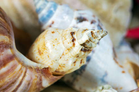 Composition of exotic shells close-upの写真素材